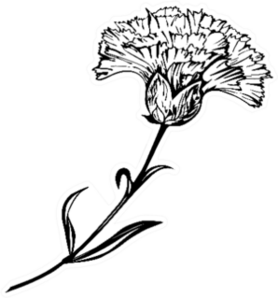 Beautiful Hand-drawn Carnation Ink Illustration Sticker