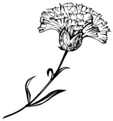 Beautiful Hand-drawn Carnation Ink Illustration Sticker