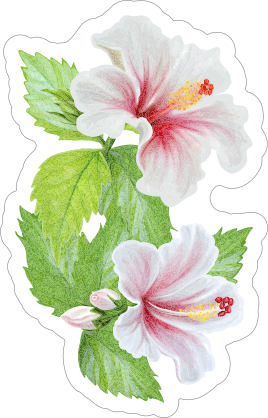 Beautiful Hibiscus Flower Sticker