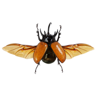 Beautiful Isolated Beetle Sticker