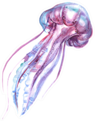 Beautiful Jellyfish Watercolor Sticker