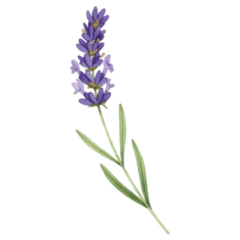 Beautiful Lavender Sticker