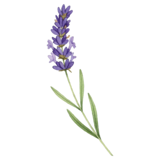 Beautiful Lavender Sticker