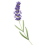 Beautiful Lavender Sticker