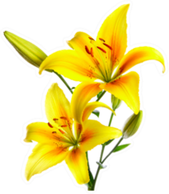 Beautiful Lilies Of A Yellow Lily Sticker