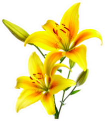 Beautiful Lilies Of A Yellow Lily Sticker