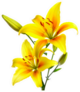 Beautiful Lilies Of A Yellow Lily Sticker