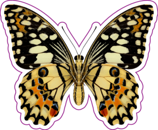 Beautiful Lime Butterfly Sticker