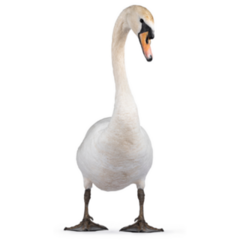 Beautiful Male White Mute Swan Sticker
