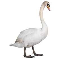 Beautiful Male White Swan Standing Sticker