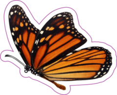 Beautiful Monarch Butterfly Sticker