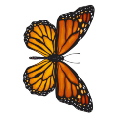 Beautiful Monarch Butterfly Sticker