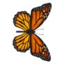 Beautiful Monarch Butterfly Sticker