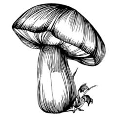 Beautiful Mushroom Illustration Sticker