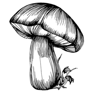 Beautiful Mushroom Illustration Sticker