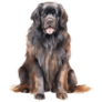 Beautiful Newfoundland Sticker
