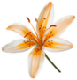 Beautiful Orange Lily Flower Sticker