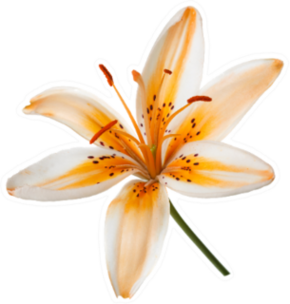 Beautiful Orange Lily Flower Sticker