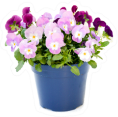 Beautiful Pansy Viola Flowers Bouquet Pot Sticker