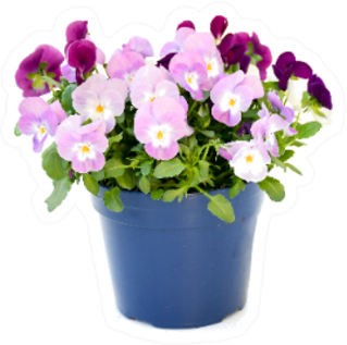 Beautiful Pansy Viola Flowers Bouquet Pot Sticker
