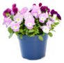 Beautiful Pansy Viola Flowers Bouquet Pot Sticker