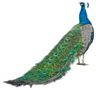 Beautiful Peacock Feathers Isolated Sticker