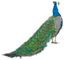 Beautiful Peacock Feathers Isolated Sticker