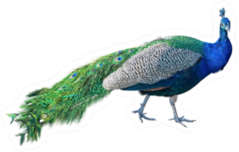 Beautiful Peacock Isolated On White Sticker
