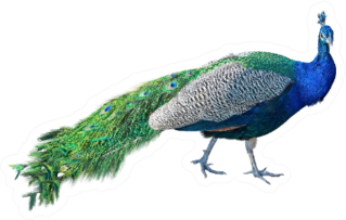 Beautiful Peacock Isolated On White Sticker