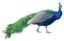 Beautiful Peacock Isolated On White Sticker