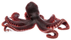 Beautiful Photo Of A Squid Tentacles Sticker