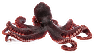 Beautiful Photo Of A Squid Tentacles Sticker