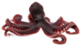 Beautiful Photo Of A Squid Tentacles Sticker