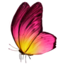 Beautiful Pink and Yellow Butterfly Sticker