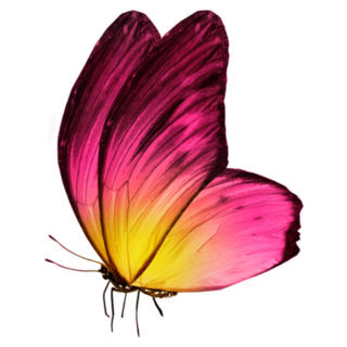 Beautiful Pink and Yellow Butterfly Sticker
