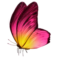 Beautiful Pink and Yellow Butterfly Sticker