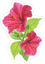 Beautiful Pink Hibiscus Flower Sticker