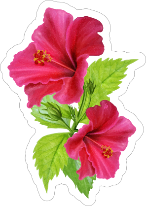 Beautiful Pink Hibiscus Flower Sticker