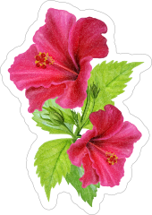 Beautiful Pink Hibiscus Flower Sticker