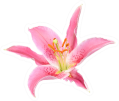 Beautiful Pink Lily Flower Isolated On White Sticker