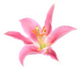 Beautiful Pink Lily Flower Isolated On White Sticker