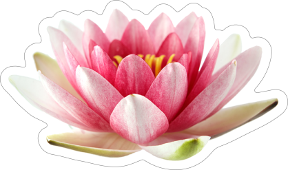 Beautiful Pink Lotus Flower Sticker