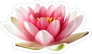 Beautiful Pink Lotus Flower Sticker