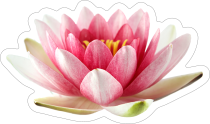 Beautiful Pink Lotus Flower Sticker