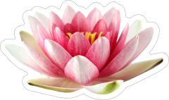 Beautiful Pink Lotus Flower Sticker