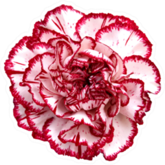 Beautiful Pink Red Carnation Flower Isolated On White Sticker