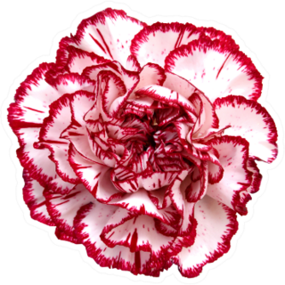 Beautiful Pink Red Carnation Flower Isolated On White Sticker
