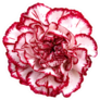 Beautiful Pink Red Carnation Flower Isolated On White Sticker