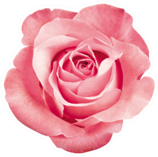 Beautiful Pink Rose Blossom Sticker