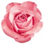 Beautiful Pink Rose Blossom Sticker